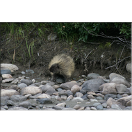 Stachelschwein am Fluss Yukon