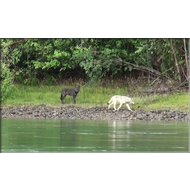 Wölfe am Fluss Yukon