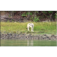 Wolf am Fluss Yukon