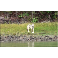 Wolf am Fluss Yukon
