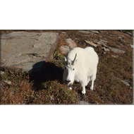 Schneeziege (Mountain Goat) im Glacier Nationalpark