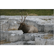 Hirsch im Yellowstone Nationalpark