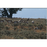 Eine Ponghorn-Antilopen Herde im Teton Nationalpark