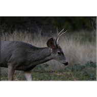 ein junger Hirsch im Zion Nationalpark