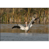 Pelican im Missouri River