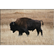 Bison im Yellowstone Nationalpark