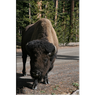 Bison im Yellowstone Nationalpark
