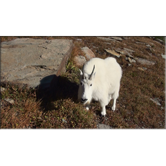 Schneeziege (Mountain Goat)