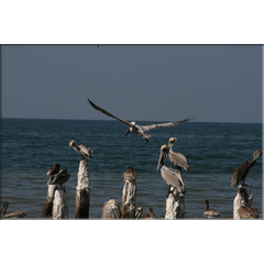 Pelikane hat es Dutzende in Miramar